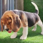 фото Биглята