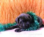 фото Новогодние щенки кане корсо с документами РКФ и прививками от именитых родителей