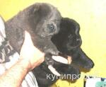 фото Щенки чау-чау