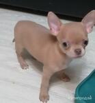 фото Чихуахуа девочка