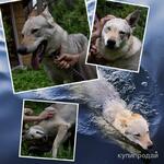 фото Чехословацкая волчья собака