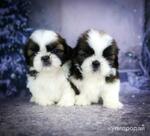 фото Щенки ши тцу
