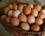 фото Домашние яйца