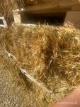 фото Продаем Солому