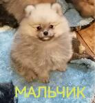 фото Шпиц. Продажа. Таганрог. 89885491138