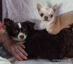 фото Чихуахуа мини и микро для вязки