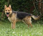 фото Немецкая овчарка РЭКС 1,5 года