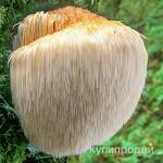 фото Ежевик (ежовик) гребенчатый мицелий с грибными телами