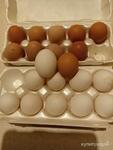 фото Яйца домашние