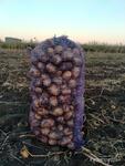 фото Продам картофель 500 руб. сетка