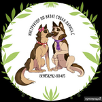 фото Опытный инструктор по профессиональной вязке собак