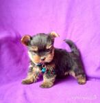 фото Мальчик йоркширский терьер