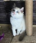 фото Продаётся котик породы Рэгдолл