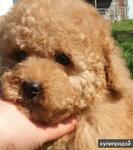 фото Карликового пуделя щенки.