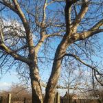 фото Отдам садовые деревья на дрова и др. Есть большие деревья - бесплатно