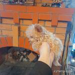 фото Той-пудель