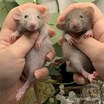 фото Крысята Дамбо. Декоративная крыса