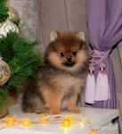 фото Померанский шпиц. Щенки