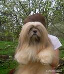 фото Лхасский Апсо