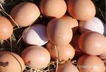 фото Яйцо домашнее