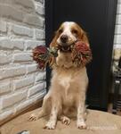 фото Русский спаниель