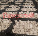 фото Грибы шампиньоны свежие