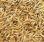 фото Овёс для проращивания и запаривания