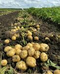фото Картофель оптом