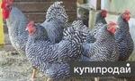 фото Петушки и курочки молодки