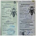 фото Пчеломатки Карника F1 и ИО