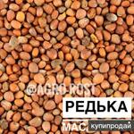 фото РЕДЬКА МАСЛИЧНАЯ