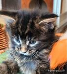 фото кошечка