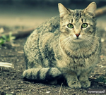 фото Усыпление кошек на дому