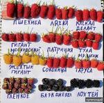 фото Малина летняя и ремонтантная 40 сортов