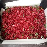 фото Продаю бруснику