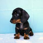 фото Щенок гладкошёрстной таксы