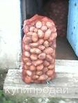фото продам картофель