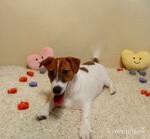фото Щенки Джек Рассел терьер