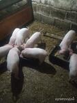 фото Продаются поросята ландрас
