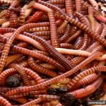фото Продаю красных калифорнийских червей