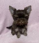 фото Шоколадные йорки