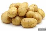 фото картофель семенной