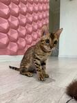 фото Бенгальский котенок Дени