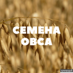 фото Семена ярового овса на посев