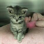 фото Отдам даром кшоенка