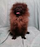 фото Девочка и мальчик померанского шпица