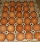фото Яйцо куриное инкубационное несушек Ломан Браун