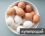 фото продам яйцо куриное.Экспорт