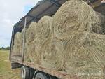 фото Сено в рулонах
