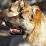 фото Армянский Гампр